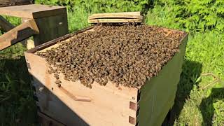 Honey Bee Expert Shares Top Swarm Relocation Secrets [upl. by Neerhtak669]