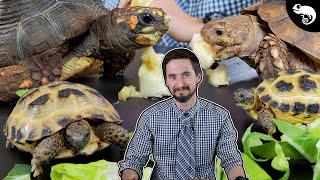 Why Tortoises Are The Best Pet Reptiles [upl. by Rad]