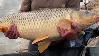 karper en catfish expeditie op de ebro de gids maakt het verschil deel 1 [upl. by Faxon446]