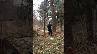 Cutting large boxelder [upl. by Netsrek]