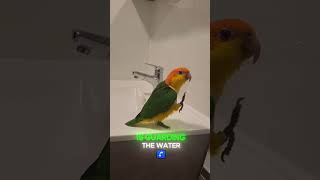 Whitebellied Parrot is guarding the Water 🤩 [upl. by Gillespie]