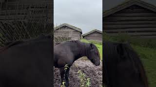 Horses Grazing in Norway [upl. by Ujawernalo]