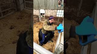 cowmastitistrendingvideofarmlife farm calf cattlesonukumar021viralvideosh ortvideosubscri [upl. by Deehahs636]