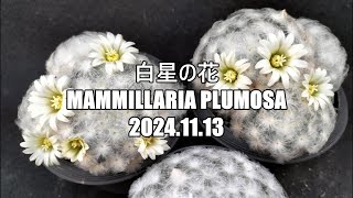 白星の花 Mammillaria plumosa 2024 11 13 [upl. by Englebert63]