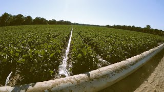 How do Delta farmers irrigate crops [upl. by Anaihr149]