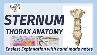 Sternum Anatomy  Bone  Manubrium Sternal Angle Xiphoid process  joints of sternum [upl. by Fran524]