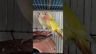 LOVEBIRD 😍😍😍😍😍😍short shorts shortsviral shortsfeed birds lovebirdszone parrot viral [upl. by Azalea]