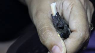 pipistrelle bat baby feeding using foam tip [upl. by Ainitsirc]