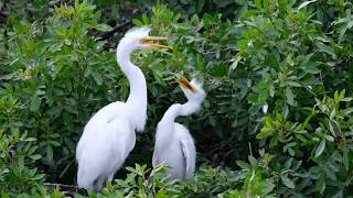 Dance of the Great Egret [upl. by Leandra]