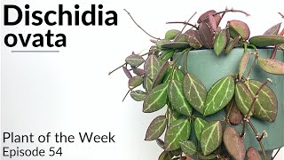 How To Care For Dischidia ovata  Plant Of The Week Ep 54 [upl. by Onitnelav]