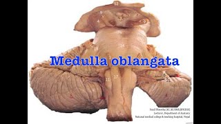 Free MBBS BDS Anatomy notes Medulla Oblongata Anatomy Shortcut [upl. by Deeraf]