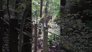 OMG A Perfect Landing of a Jumping Monkey shortvideo nature monkey primate simians iwildlife [upl. by Pappano]