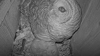 Female Barred Owl Keeps Watch During Total Solar Eclipse In Indianapolis Indiana – April 8 2024 [upl. by Borlase947]