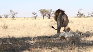 Gharagab Mating Lions [upl. by Cinda484]