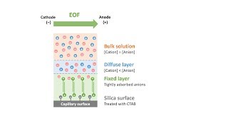 Capillary Electrophoresis Part 6 Reversed Electroosmotic Flow [upl. by Nylrebmik691]