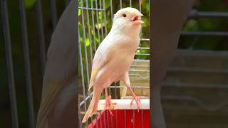 تغريد طائر الكناري هائج🔥  canary Bird singing chantdescanaries تغريدكناريلتحفيزالاناث [upl. by Aillemac560]