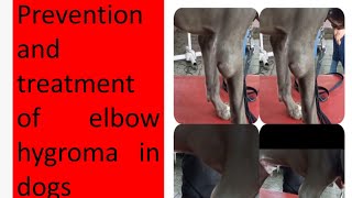 Treatment of elbow hygroma in dogs [upl. by Ayahc]