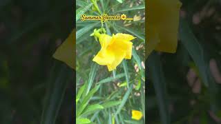 Yellow flower in summer floweringplant gardening balconygarden indoorplanting vinca trending [upl. by Reeta]