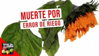 BASTA DE MATAR PLANTAS CON ESTAS 10 REGLAS PARA REGAR COMO SE DEBE [upl. by Eybbob]