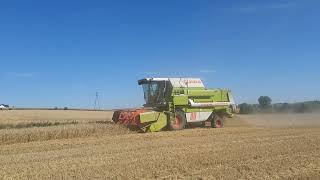 Pszenica pod kosę  Żniwa 2024 Claas dominator 88 [upl. by Alig854]