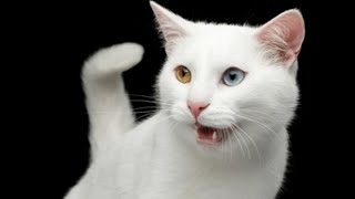 Male Cat In Heat Sounds  Cat In Heat Sounds  Male Cat Calling Female  Female Cat Mate Call [upl. by Anivram]