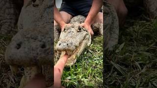 I yoinked a huge anaconda reptilescrazysnakeanimalnaturejungleyoutubeshortswildlifeviral [upl. by Pirali]