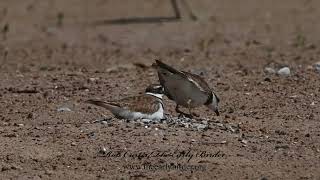 Charadrius vociferus KILLDEER male tosses stones for nest 1304236 [upl. by Taryn16]