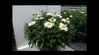 Best Flowering Perennials  Shasta Daisy  Leucanthemum Snowcap [upl. by Dilaw]