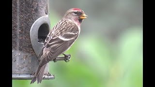 CommonMealy Redpoll Chobham 230219 [upl. by Ark615]