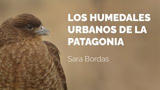 Los humedales urbanos de la Patagonia  Documental [upl. by Zinnes]