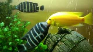 African Cichlids Fighting [upl. by Lehteb]