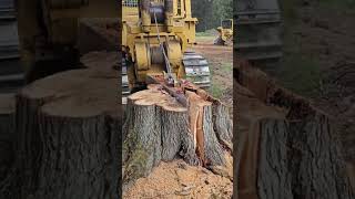 Stump removal landscape tree split [upl. by Yelroc]