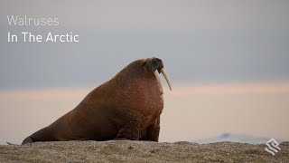 Walruses in the Arctic [upl. by Alyk]