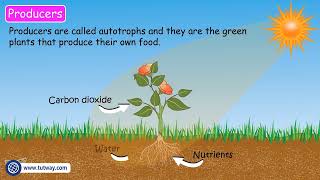 Decomposers  Heterotrophs Detritivores  Producers Consumers Scavengers Decomposers Food Chain [upl. by Tab]