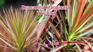 Dracaena Marginata Tricolor Propagation Cuttings amp Growth Secrets Revealedquot 😱🌱☘️🌵 [upl. by Aneger839]