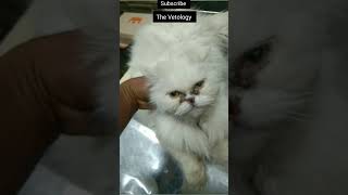 Feline Calicivirus FCV fcv cats calicivirus symptoms treatment [upl. by Nedyaj]