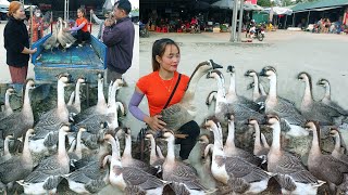 Buy Village Goose And Use 3wheeled Vehicle Transport Goes To Market Sell Make Profit  Giang Thi Ca [upl. by Annawad832]