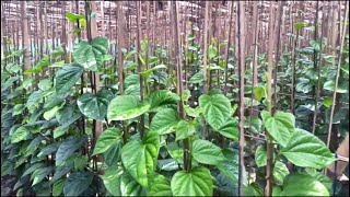 Betel Leaf Plant  Best Ways To Make Money  Agriculture Farm [upl. by Benkley]