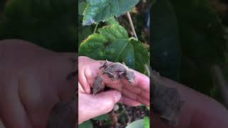 Cryptic leaftailed gecko Phantasticus satanic leaf tailed gecko gecko geckolife [upl. by Nawram160]