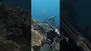 Best Spear😱😱😱 fishingworldtv viralreels fbreelsvideo viralvideoシ figther fishing fish fishin [upl. by Akcira]