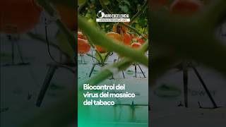 Biocontrol del virus del mosaico del tabaco 🌱🍅 TMV virus tomate MosaicodelTabaco biocontrol [upl. by Gertrude]