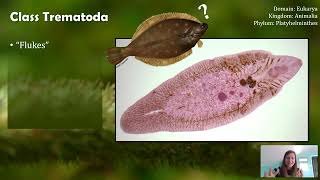 Class Trematoda Flukes not Flounder [upl. by Aldora]