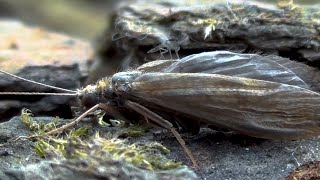 Trichoptera and Chirinomid  Caddisfly and Midge  River Lea London [upl. by Pals]