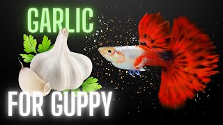 Guppy Fish Care  Why You Should Feed Garlic to Your Guppies [upl. by Amandie841]