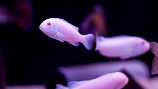 Pseudotropheus Socolofi Albino [upl. by Inal307]