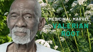 The Medicinal Marvel Valerian Root [upl. by Imorej]