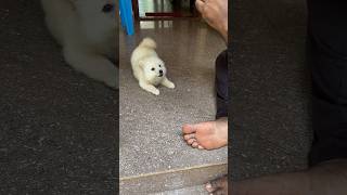 Pomeranian puppy barking for the first timecutepetsbarkingjimmy doglover pomeranian [upl. by Anazraf]