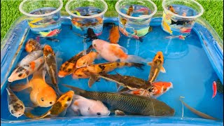 Unboxing Koi fish Betta fish goldfish colorful fish turtles lobsters broomstick fish Catfish [upl. by Eiffub]