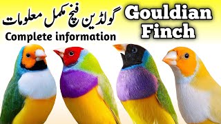 Lady Gouldian Finch Breeding Tips  Gouldian Finch Nest Box Cage amp Seed  Gouldian Finch Male Female [upl. by Niuqaoj4]