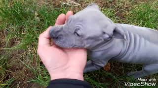 Thailand Ridgeback Dog Puppies playing [upl. by Alene]